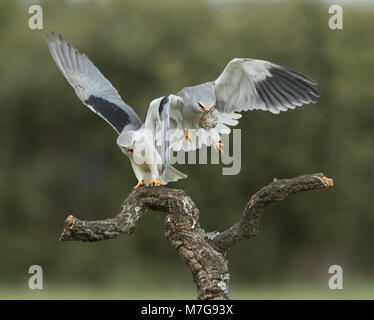 Essen Pass zwischen männlich und weiblich Black-winged Kites (Elanus caeruleus) Stockfoto