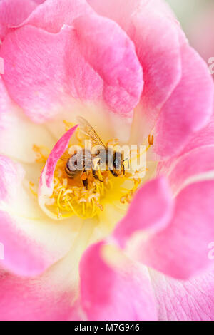 Close-up-Bild von Rosa 'Erfurt' rosa Blume - 'Erfurt' rosa Strauch Rose, ein Hybrid moschus Blüte, mit Honig Bee Pollen sammeln Stockfoto