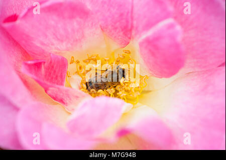 Close-up-Bild von Rosa 'Erfurt' rosa Blume - 'Erfurt' rosa Strauch Rose, ein Hybrid moschus Blüte, mit Honig Bee Pollen sammeln Stockfoto