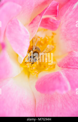 Close-up-Bild von Rosa 'Erfurt' rosa Blume - 'Erfurt' rosa Strauch Rose, ein Hybrid moschus Blüte, mit Honig Bee Pollen sammeln Stockfoto