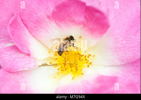 Close-up-Bild von Rosa 'Erfurt' rosa Blume - 'Erfurt' rosa Strauch Rose, ein Hybrid moschus Blüte, mit Honig Bee Pollen sammeln Stockfoto