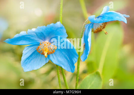 Nahaufnahme der Blüte Meconopsis baileyi Himalayan blue poppy flower Stockfoto