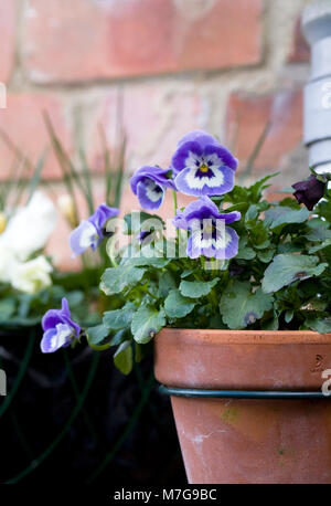 Drainagerohr Topflappen. Winter Stiefmütterchen Blumen. Stockfoto