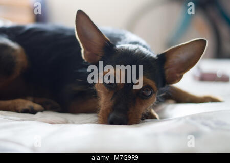 Leelo, mixbreed Hund in ein Nickerchen Stockfoto