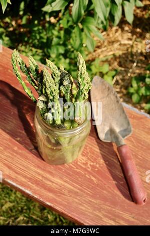 Frisch Spargel stehen in einem Glas Mason canning Glas mit Wasser auf eine bemalte Bank außerhalb Schnitt, neben einem Garten Kelle. Stockfoto