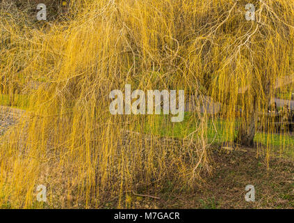 Weeping Willow Tree in Winter an Bute Park Cardiff Stockfoto