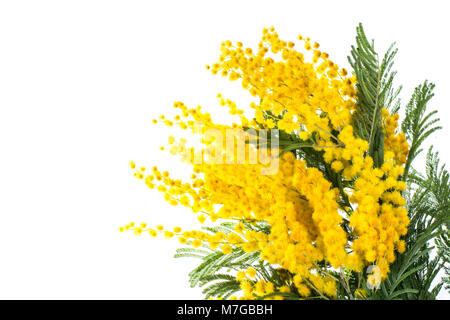 Filiale der blühenden gelben Acacia dealbata, auf weißem Hintergrund Stockfoto
