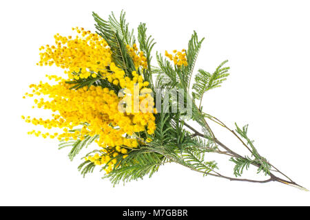 Filiale der blühenden gelben Acacia dealbata, auf weißem Hintergrund Stockfoto