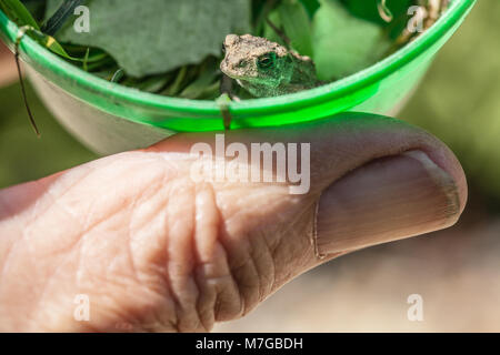 Erdkröte (Bufo bufo). Vorübergehend in einem Container vor der Freigabe. Vom Garten Rasen vor dem Mähen gerettet. Stockfoto