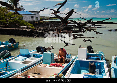 Herrliche Fregattvögel, Fregata magnificens, bewegen Sie den Mauszeiger über einen Fischer angedockt aus dem Fischmarkt in Puerto Ayroa auf der Insel Santa Cruz, Galapag Stockfoto