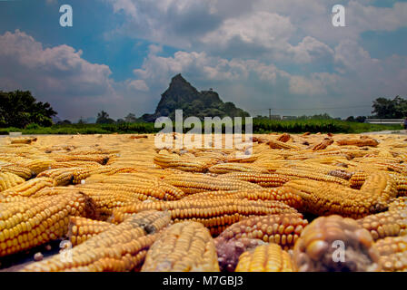 Mais trocknen in der Mitte der Sonne vor einem Reisfeld in der ländlichen Umgebung des Dorfes Yiling, Nanning, Guangxi, China. Stockfoto