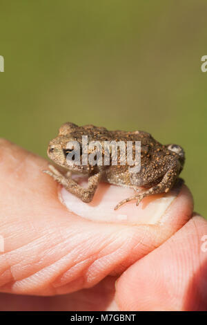 Erdkröte Bufo bufo. Vor kurzem verwandelte junge toadlet, sitzen auf den Daumennagel ist ein Mann. Eine von vielen zu Fuß über einen Rasen nach Verlassen seiner frühen li Stockfoto