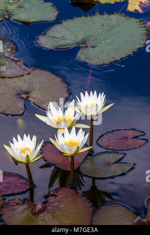 Seerosen im Teich Stockfoto