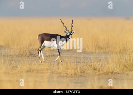 Eine feine erwachsenen männlichen Hirschziegenantilope (Antilope cervicapra) am Tal Chhapar Heiligtum in Rajasthan, Indien Stockfoto