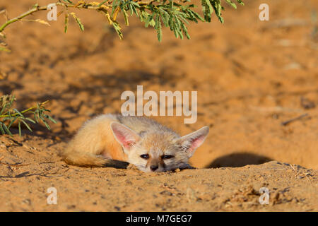 Indische oder Bengal Fox Cub (Vulpes Bengalensis) Liegewiese in der Nähe des Großen Rann von Kutch, Gujarat, Indien Stockfoto