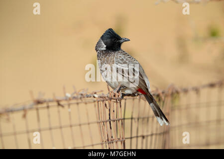 Ein erwachsener Red-vented Bulbul (Pycnonotus cafer) auf einem Zaun in Wüsten Nationalpark, Rajasthan, Indien Stockfoto