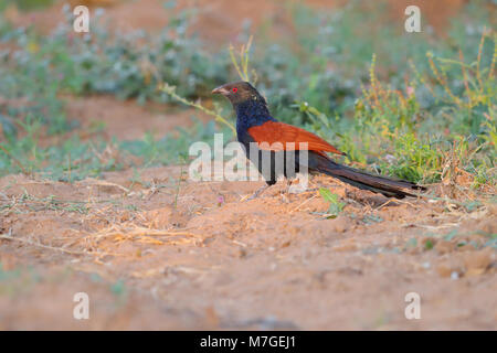 Ein erwachsener Greater Coucal (Centropus sinensis) oder Krähe pheasan Nahrungssuche am Boden in einer Anbaufläche in der Nähe der Kleinen Rann von Kutch, Gujarat, Indien Stockfoto