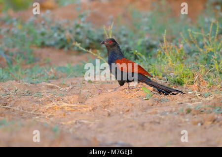 Ein erwachsener Greater Coucal (Centropus sinensis) oder Krähe pheasan Nahrungssuche am Boden in einer Anbaufläche in der Nähe der Kleinen Rann von Kutch, Gujarat, Indien Stockfoto