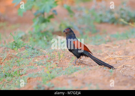 Ein erwachsener Greater Coucal (Centropus sinensis) oder Krähe pheasan Nahrungssuche am Boden in einer Anbaufläche in der Nähe der Kleinen Rann von Kutch, Gujarat, Indien Stockfoto
