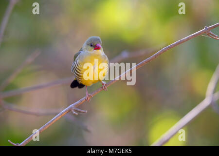 Ein männlicher Grün oder grün Avadavat Munia (Amandava formosa) Am traditionellen Standort von Mount Abu in Rajasthan, Indien Stockfoto