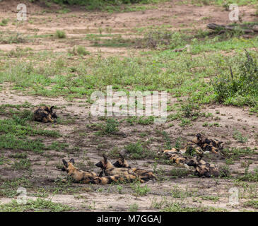 Zehn Mitglieder der ein Rudel Wildhunde, Lycaon pictus, ruht (einige Alert) im Schatten im Krüger NP, Südafrika Stockfoto