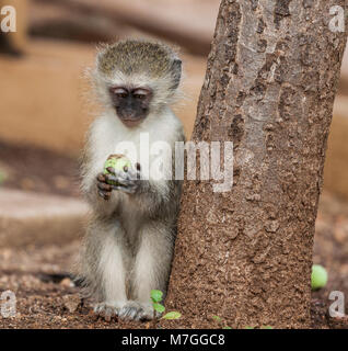 Meerkatze, Chlorocebus pygerythrus, (Fka Cercopithecus aethiops), lehnte sich an einen Baum und erwägen eine Frucht es Holding; Krüger NP, Südafrika Stockfoto