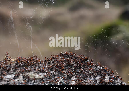 Waldameisen - Formica rufa-verteidigt ihr Nest durch Spritzen Ameisensäure. Die Ameisensäure wird verwendet, um die angreifenden Feinde abzuschrecken. Dorset England UK GB. Stockfoto