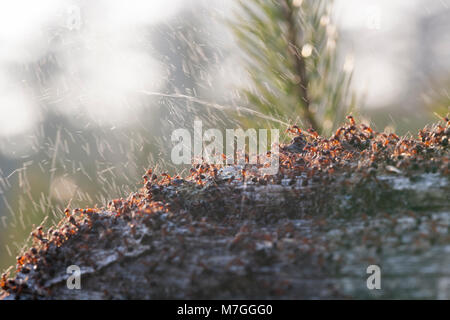 Waldameisen - Formica rufa-verteidigt ihr Nest durch Spritzen Ameisensäure. Die Ameisensäure wird verwendet, um die angreifenden Feinde abzuschrecken. Dorset England UK GB. Stockfoto