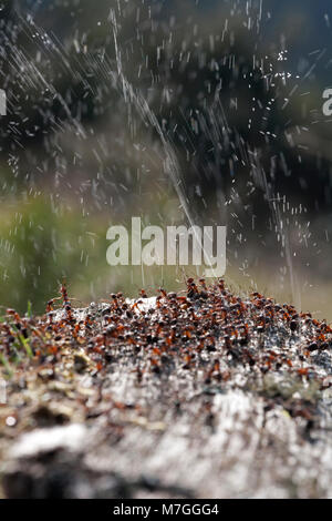 Waldameisen - Formica rufa-verteidigt ihr Nest durch Spritzen Ameisensäure. Die Ameisensäure wird verwendet, um die angreifenden Feinde abzuschrecken. Dorset England UK GB. Stockfoto