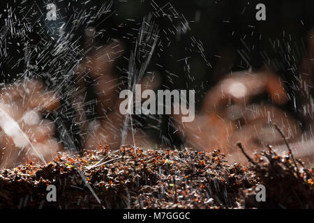 Waldameisen - Formica rufa-verteidigt ihr Nest durch Spritzen Ameisensäure. Die Ameisensäure wird verwendet, um die angreifenden Feinde abzuschrecken. Dorset England UK GB. Stockfoto