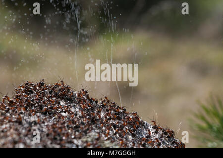 Waldameisen - Formica rufa-verteidigt ihr Nest durch Spritzen Ameisensäure. Die Ameisensäure wird verwendet, um die angreifenden Feinde abzuschrecken. Dorset England UK GB. Stockfoto