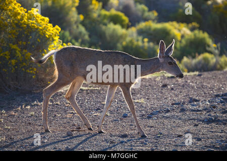 'Rocky Mountain' Hirsch (Odocoileus hemionus Hemionus) im Grand Canyon Village, Arizona, USA Stockfoto