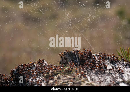 Waldameisen - Formica rufa-verteidigt ihr Nest durch Spritzen Ameisensäure. Die Ameisensäure wird verwendet, um die angreifenden Feinde abzuschrecken. Dorset England UK GB. Stockfoto
