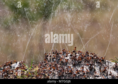 Waldameisen - Formica rufa-verteidigt ihr Nest durch Spritzen Ameisensäure. Die Ameisensäure wird verwendet, um die angreifenden Feinde abzuschrecken. Dorset England UK GB. Stockfoto