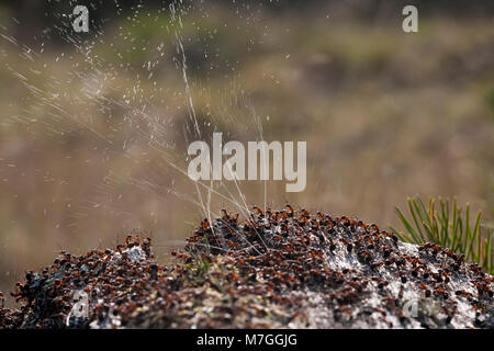 Waldameisen - Formica rufa-verteidigt ihr Nest durch Spritzen Ameisensäure. Die Ameisensäure wird verwendet, um die angreifenden Feinde abzuschrecken. Dorset England UK GB. Stockfoto