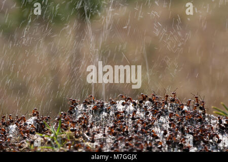 Waldameisen - Formica rufa-verteidigt ihr Nest durch Spritzen Ameisensäure. Die Ameisensäure wird verwendet, um die angreifenden Feinde abzuschrecken. Dorset England UK GB. Stockfoto