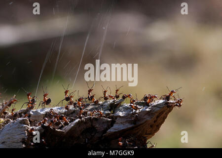 Waldameisen - Formica rufa-verteidigt ihr Nest durch Spritzen Ameisensäure. Die Ameisensäure wird verwendet, um die angreifenden Feinde abzuschrecken. Dorset England UK GB. Stockfoto