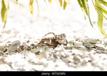 Zwei Brown Anole Echsen Anolis sagrei Mate im Südosten von Florida auf weißem Kies. Stockfoto