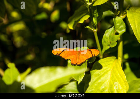 Orange Julia Schmetterling als Dryas Julia in einem botanischen Garten in Naples, Florida bekannt Stockfoto