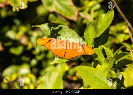 Orange Julia Schmetterling als Dryas Julia in einem botanischen Garten in Naples, Florida bekannt Stockfoto