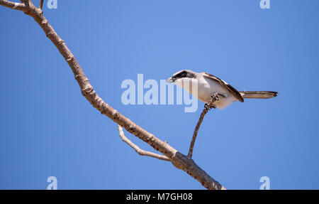 Unechte shrike Vogel Lanius ludovicianus Sitzstangen auf einem Baum in Fort Myers, Florida Stockfoto