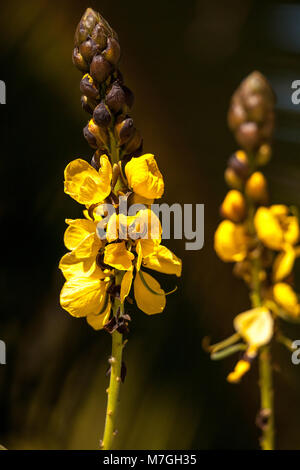 Leuchtend gelbe Blüten von Popcorn Senna Senna didymobotrya auch in Sri Lanka und Indien aufgerufen. Stockfoto