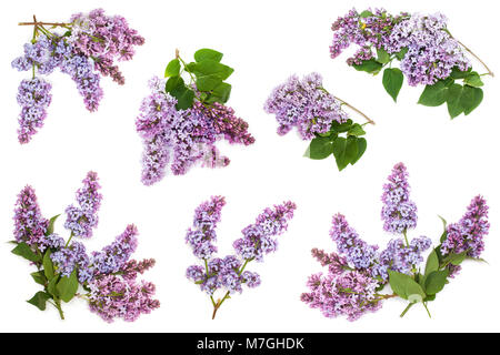 Einstellen der Blüte Blüte lila Flieder Zweige, auf weißem Hintergrund Stockfoto