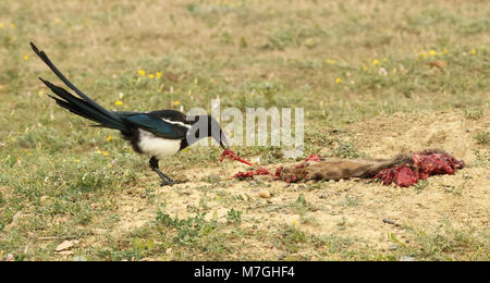 Eine Schwarze-billed Magpie Fütterung lustily auf einem Schwarzen-tailed Prairie Dog in den Badlands. Stockfoto