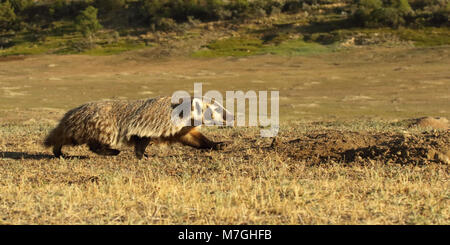 Ein amerikanischer Dachs zu laufen, um es den in den Badlands. Stockfoto