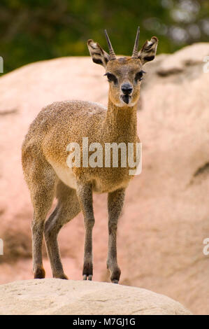 CA 00652 Klippspringer (Oreotragus oreotragus), San Diego Zoo, Balboa Park, San Diego, Kalifornien Stockfoto