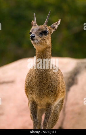 Klipspringer (Oreotragus Oreotragus), San Diego Zoo, Balboa Park, San Diego, Kalifornien Stockfoto