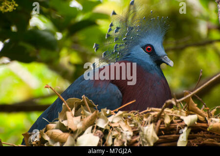 Victoria gekrönt Taube (Goura Victoria), San Diego Zoo, Balboa Park, San Diego, Kalifornien Stockfoto