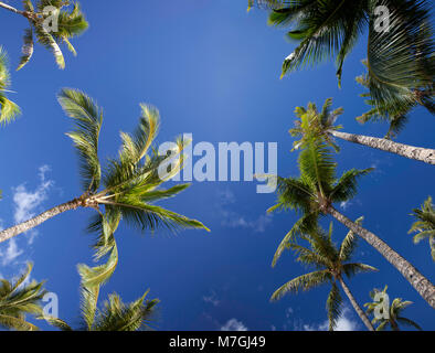 Eine Ansicht von unten der Palmen und blauem Himmel, Maui, Hawaii. Zwei Aufnahmen wurden digital kombiniert dieses große Datei Größe zu erstellen. Stockfoto