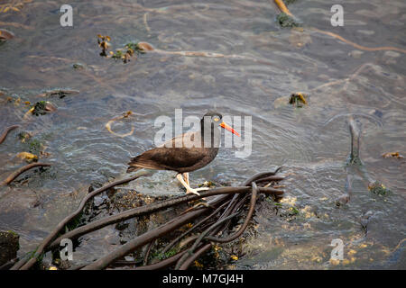 Die Schwarze Austernfischer ist ein auffälliger Pazifikküste endemisch Shorebird, die von Baja California zu westlichen Aleuten befindet. Diese champagnerkelch Stockfoto